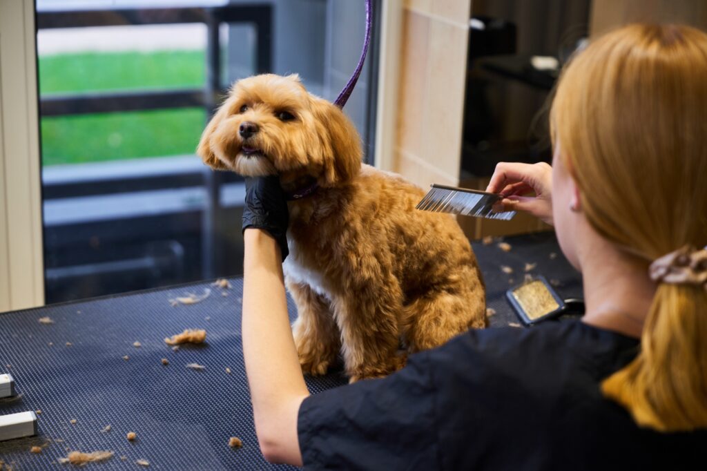 A dog receives a grooming session at a pet salon in a bright environment