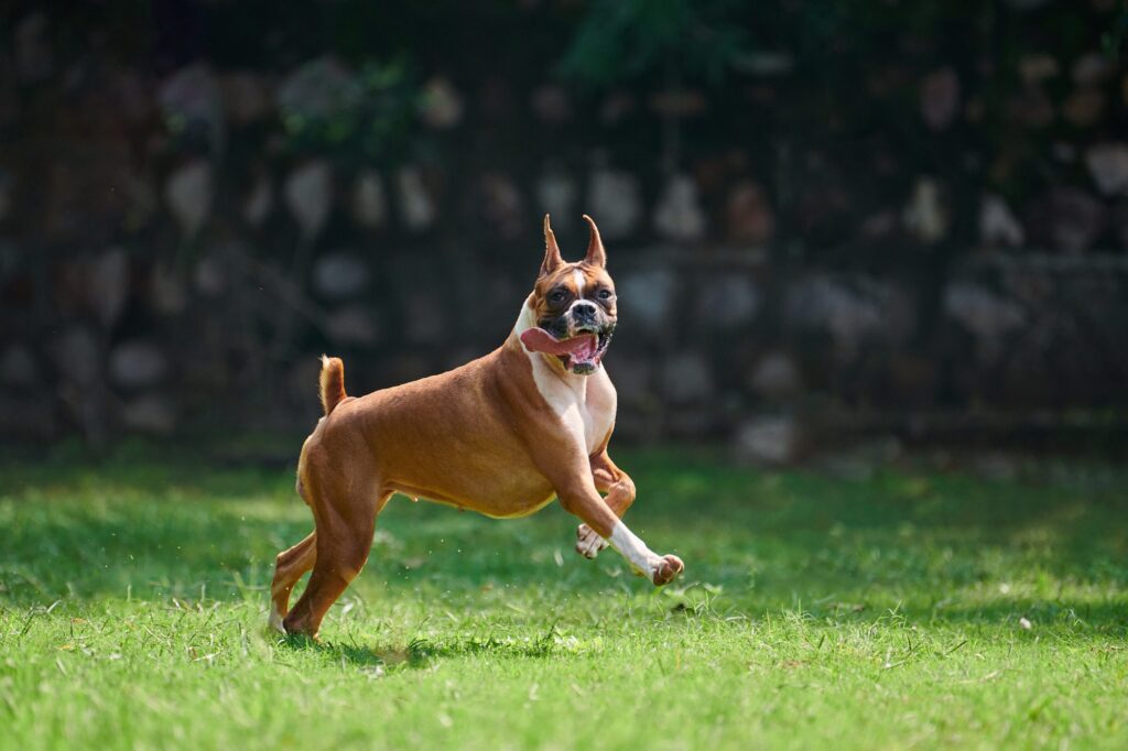 Boxer dog running and jumping on green grass summer lawn outdoor park walking with adult pet