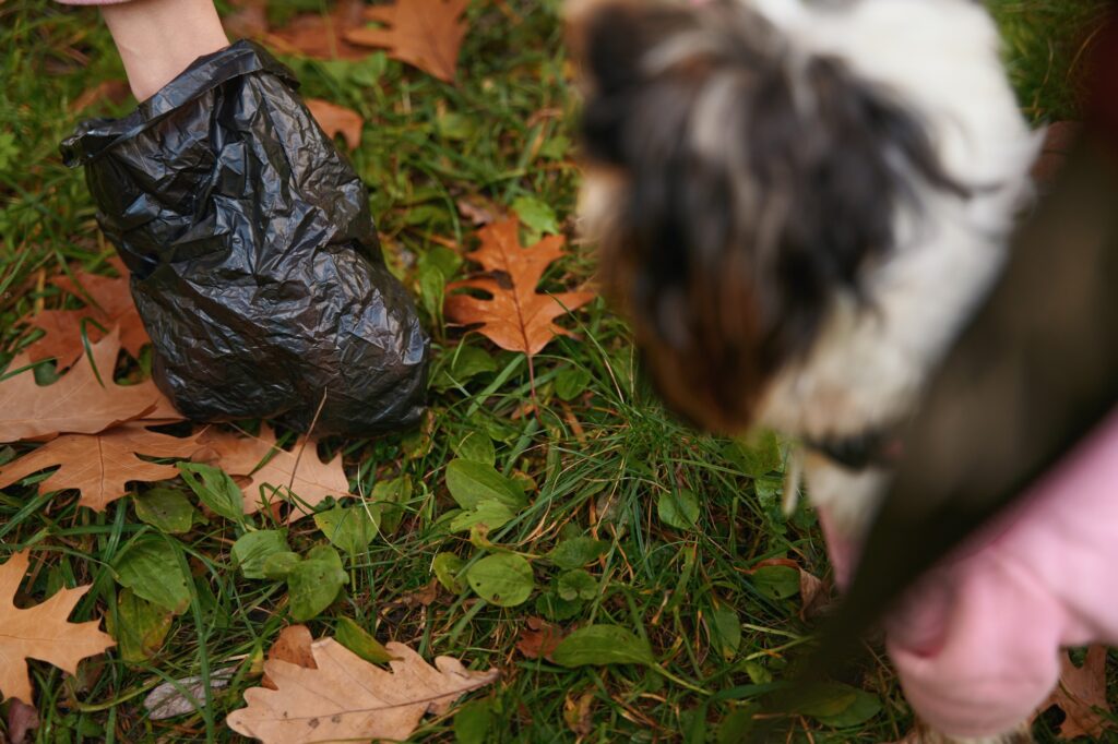 Caring master cleaning up after pet outdoors