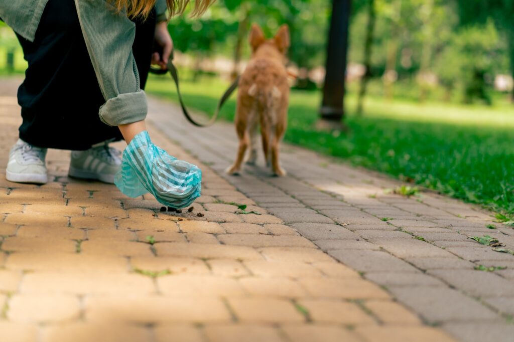 Woman picking up dog poop from the footpath in a city park A woman is holding blue plastic bag pet