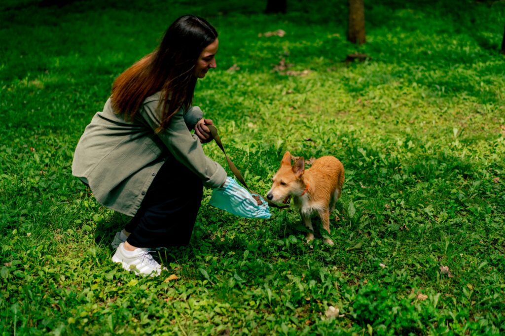 Woman picking up dog poop from the footpath in a city park A woman is holding blue plastic bag pet